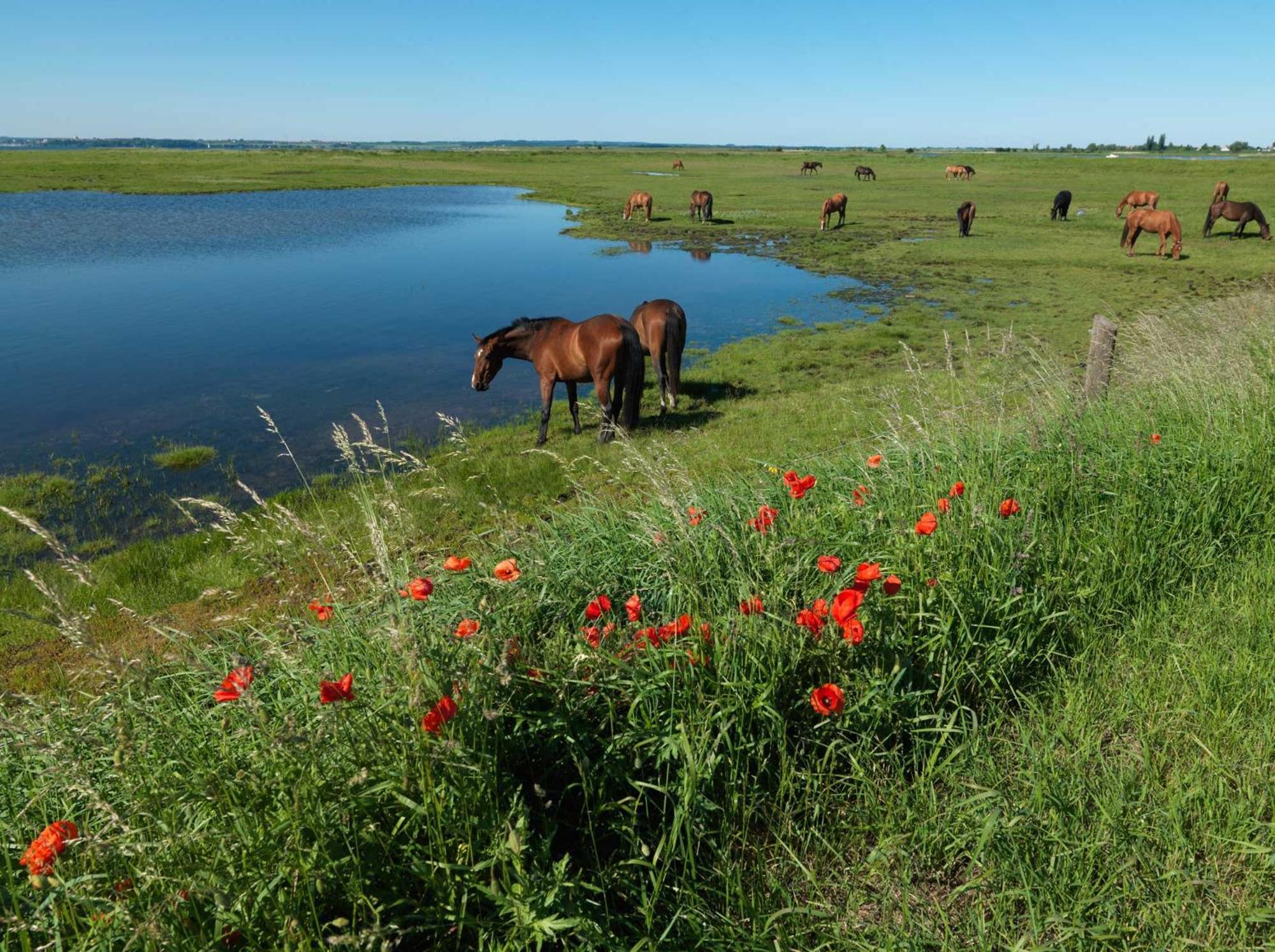 Haus Suedwester Koralle Insel Poel Kültér fotó